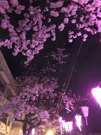 しおり桜
